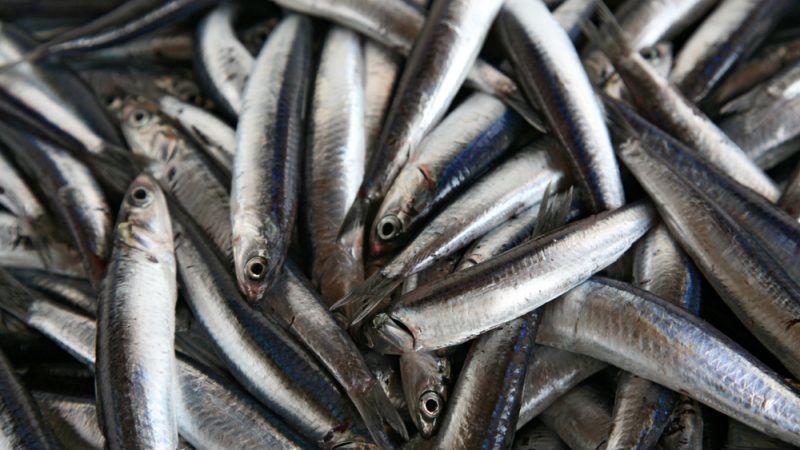 Sardines-food-rich-in-calcium-doctorfolk