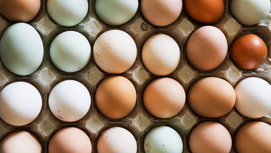Eggs_Health_Article_Doctorfolk