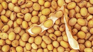 soybeans_health_article_doctorfolk