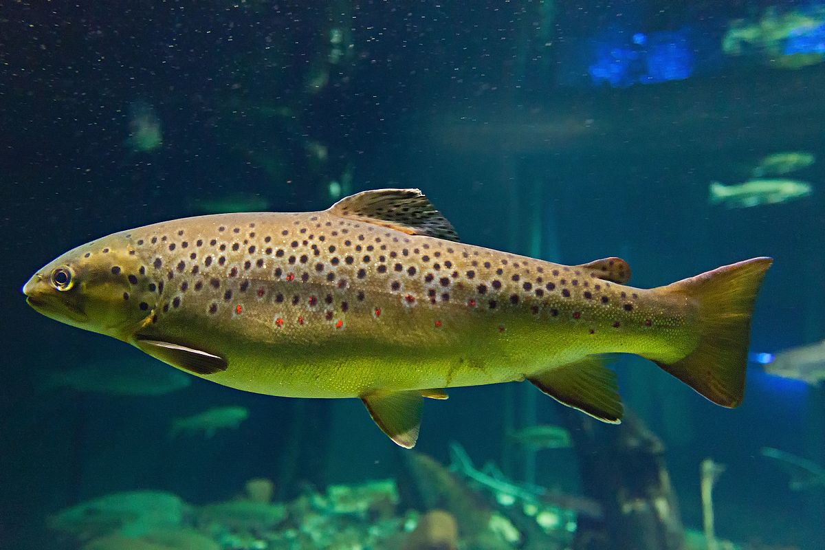 Trout_fish_food_health