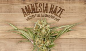 Amnesia Haze