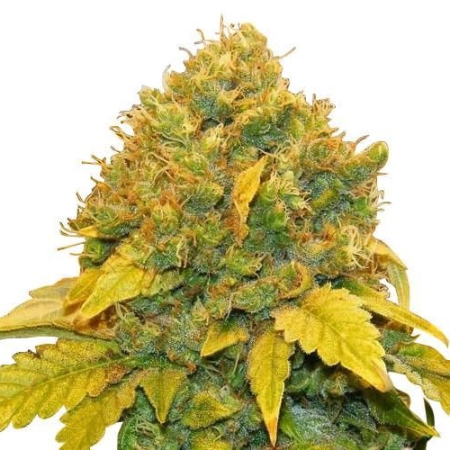 Banana Kush feminized seeds