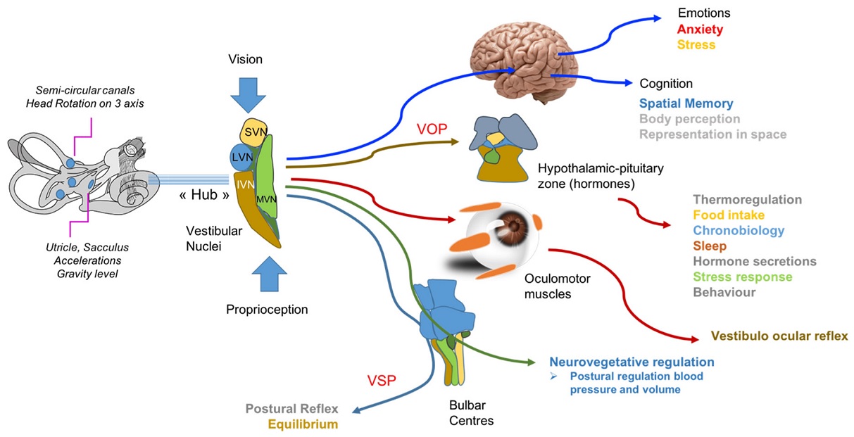 Mechanisms Underlying Stress-Induced Dizziness