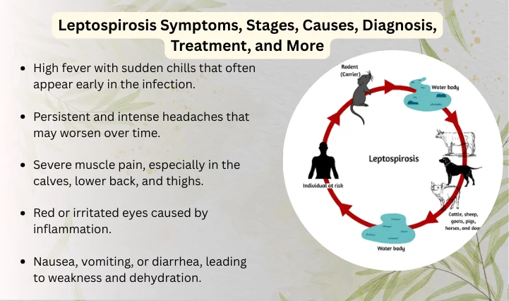 Leptospirosis Symptoms, Stages, Causes, Diagnosis, Treatment, and More