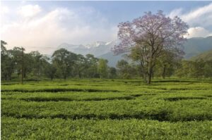 Kangra Tea