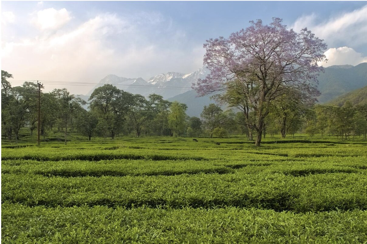 Kangra Tea Benefits: Why This Himalayan Brew Belongs in Your Daily Routine